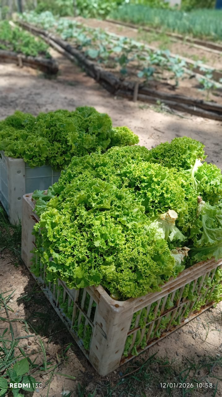 Banco Municipal de Alimentos de Formiga recebe mais de 14 toneladas de doações