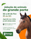 Prefeitura abre cadastramento para adoção de animais de grande porte